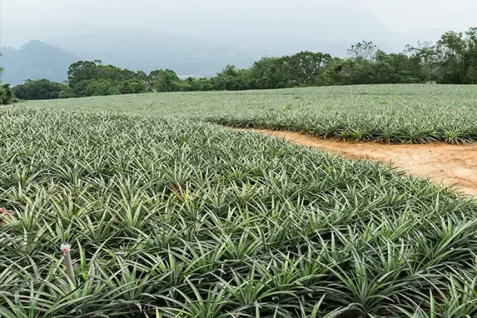 Pineapple Fields Strain